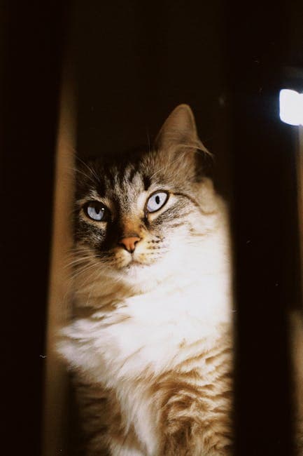 Brown and White Cat in Shadow 