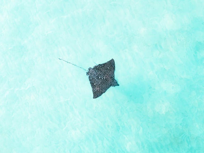 Photo of a Ray Fish 