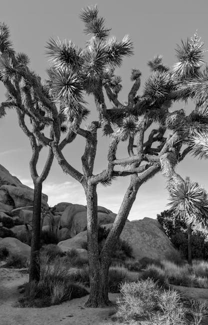 Joshua Trees near Rocks