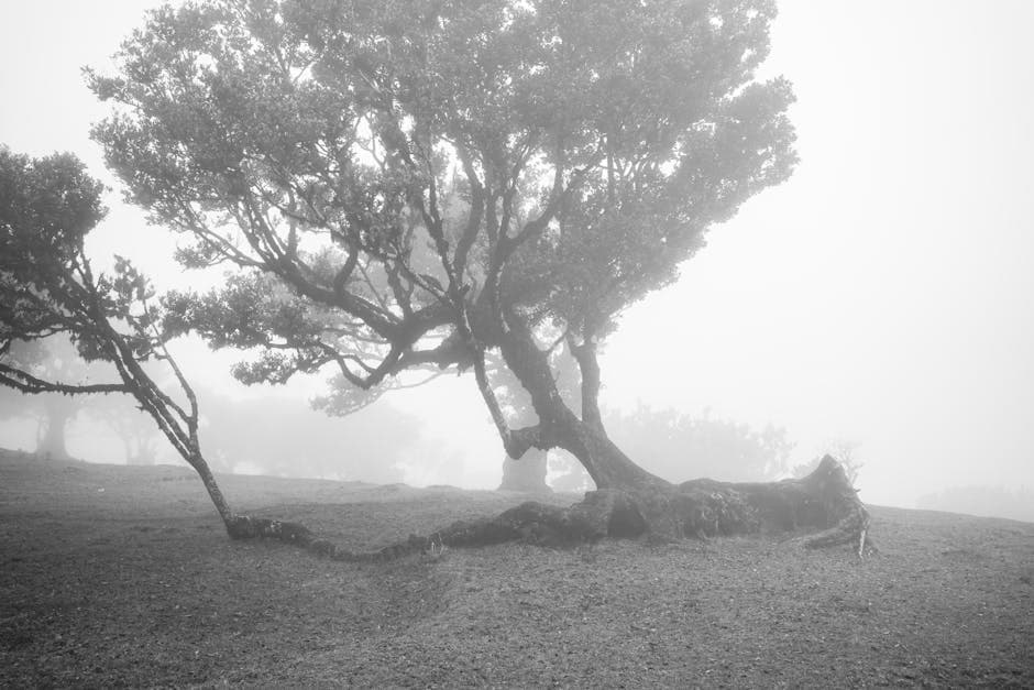 A black and white photo of a tree in the fog