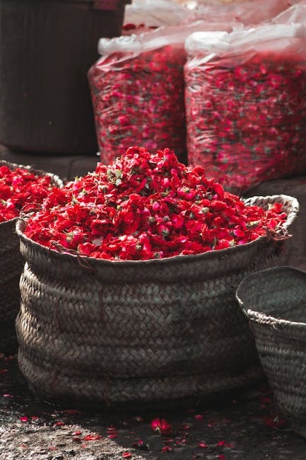 Harvested Rose 