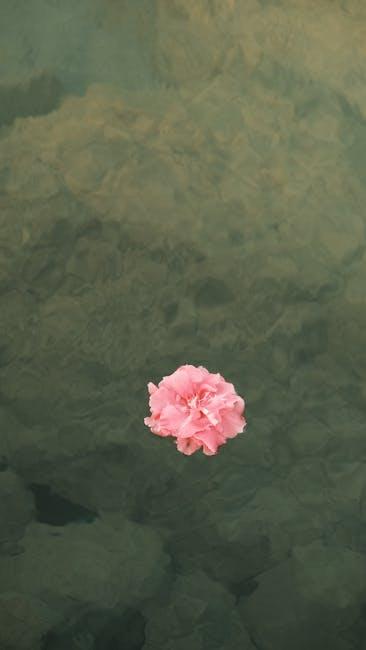 A pink flower floating in the water