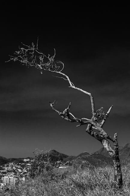 A black and white photo of a tree on a hill