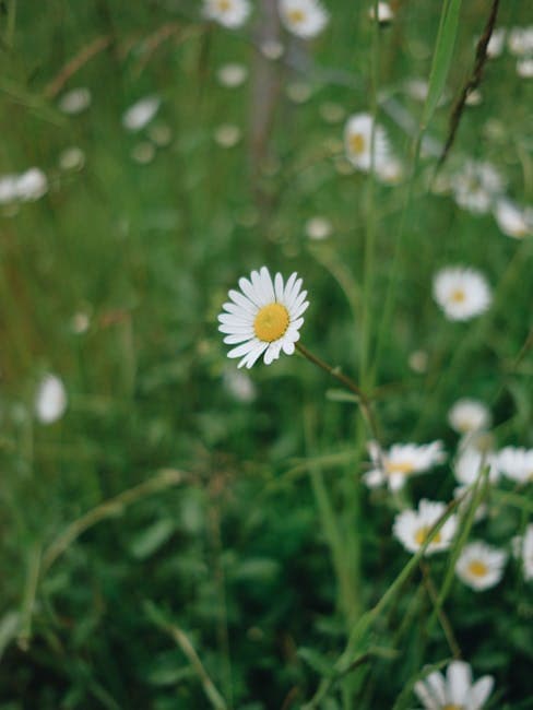 A white daisy in a field of green grass