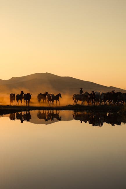 Horses and riders are standing in the water at sunset