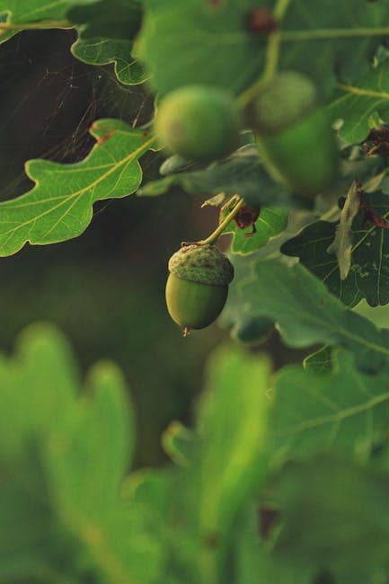 A close up of a green acorn on a tree