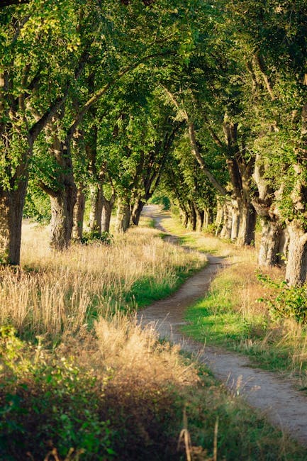 Rural Dirt Path between Trees