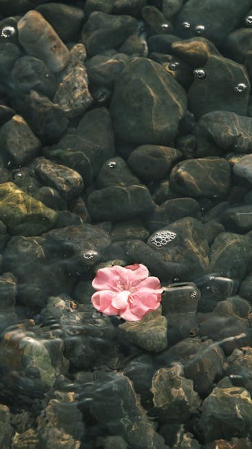 A pink flower floating in the water on rocks