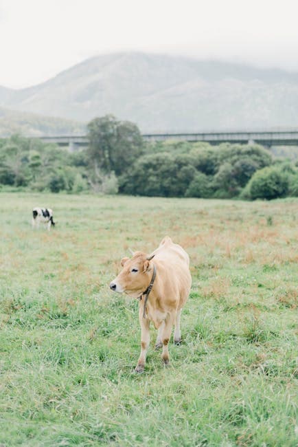 A cow standing in a field with a bridge in the background