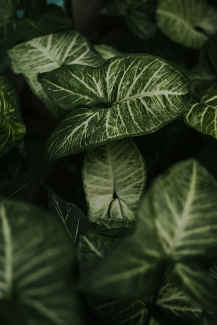 Tropical Green Leaves in Shadow 