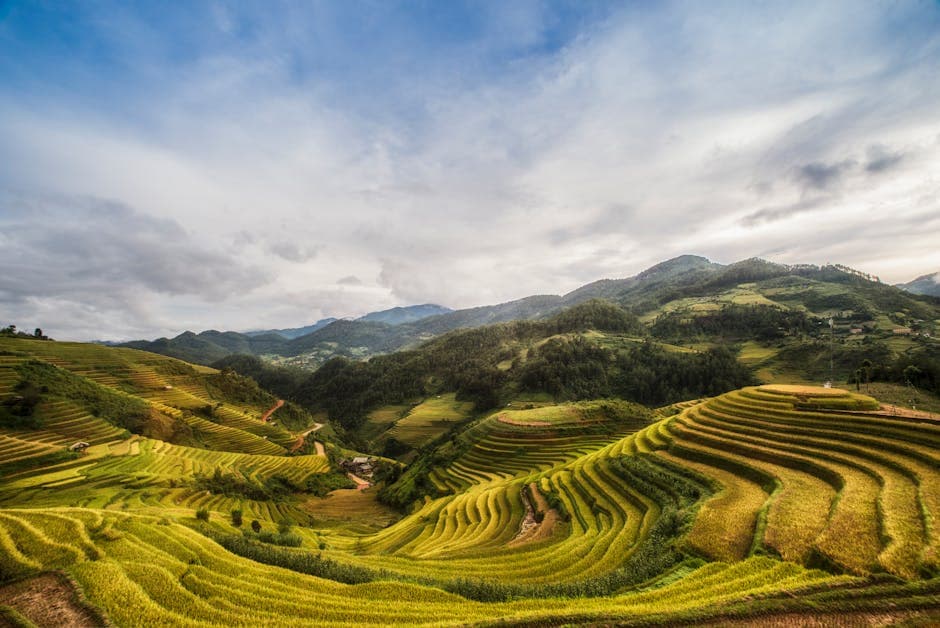 The terraced rice fields in vietnam