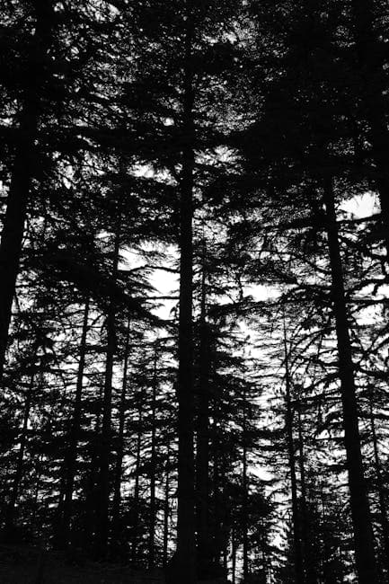 Black and white photo of trees in the forest