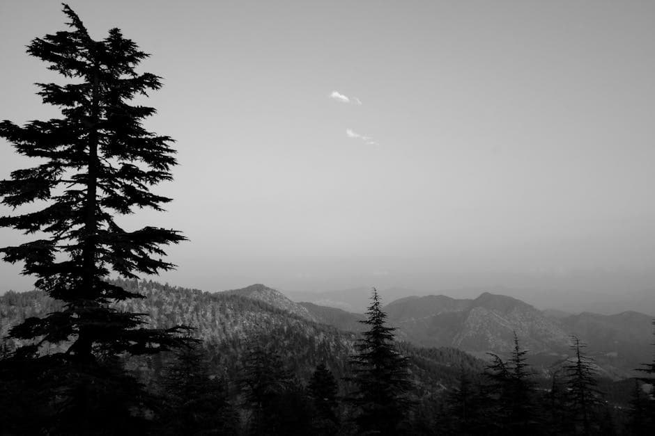 Black and white photo of a mountain range with a tree