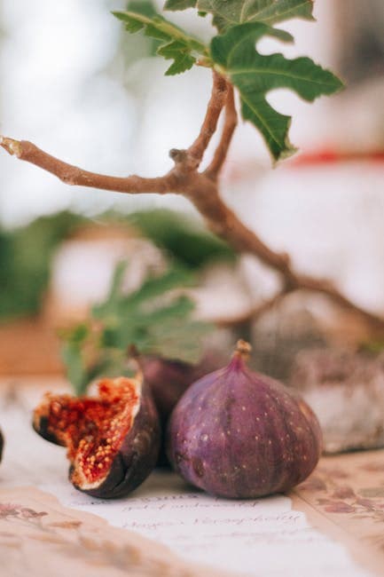 Fig Fruit and Branch