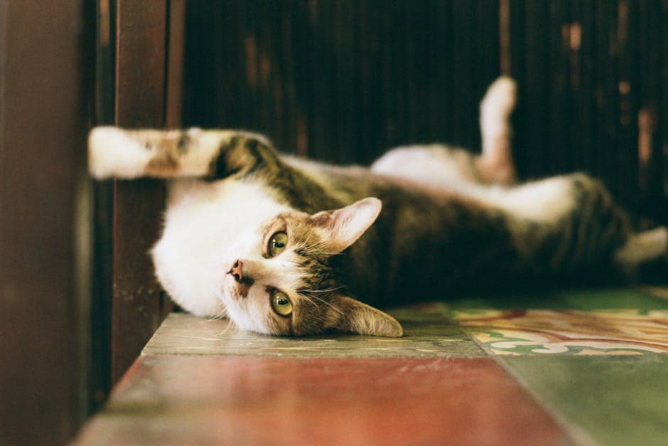 A cat laying on its back