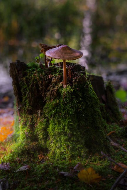 Mushroom on Tree Trunk