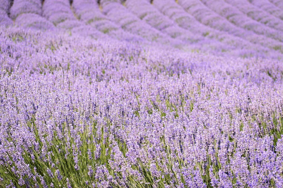 Lavender field in the lavender fields of provence