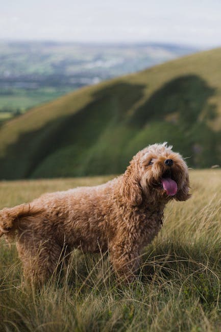 Puppy Dog in Grass