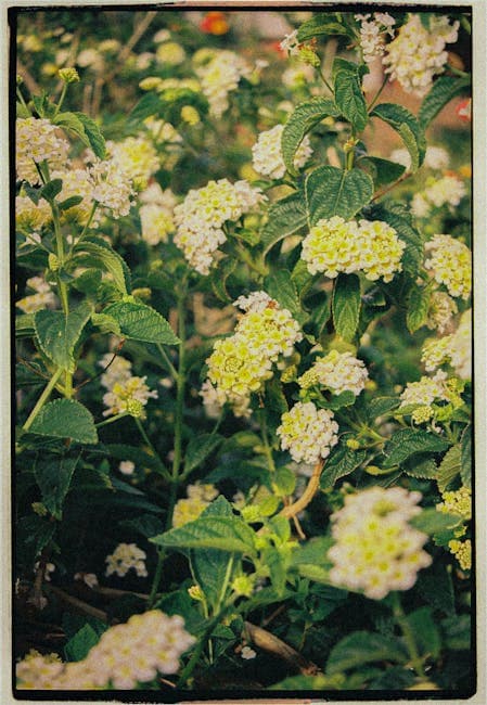 A photograph of a plant with white flowers