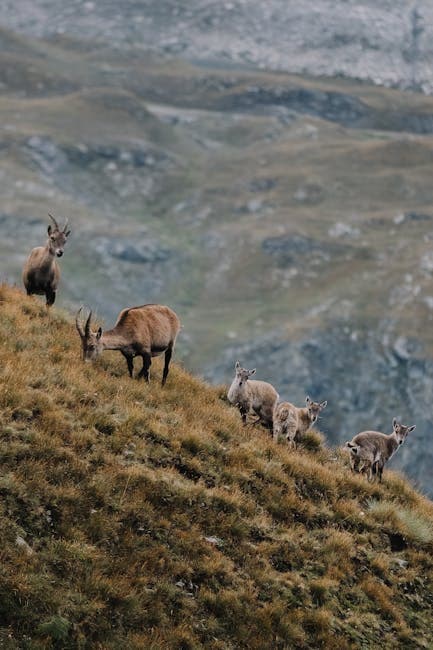 Wild Goats on a Hill 