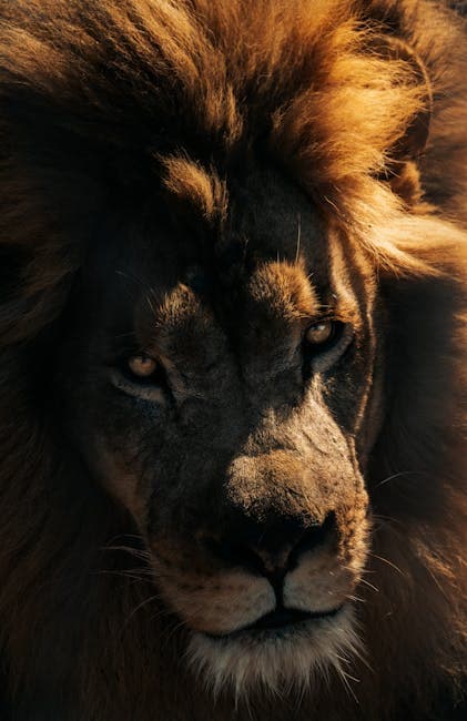 A lion with a dark brown fur and a large mane