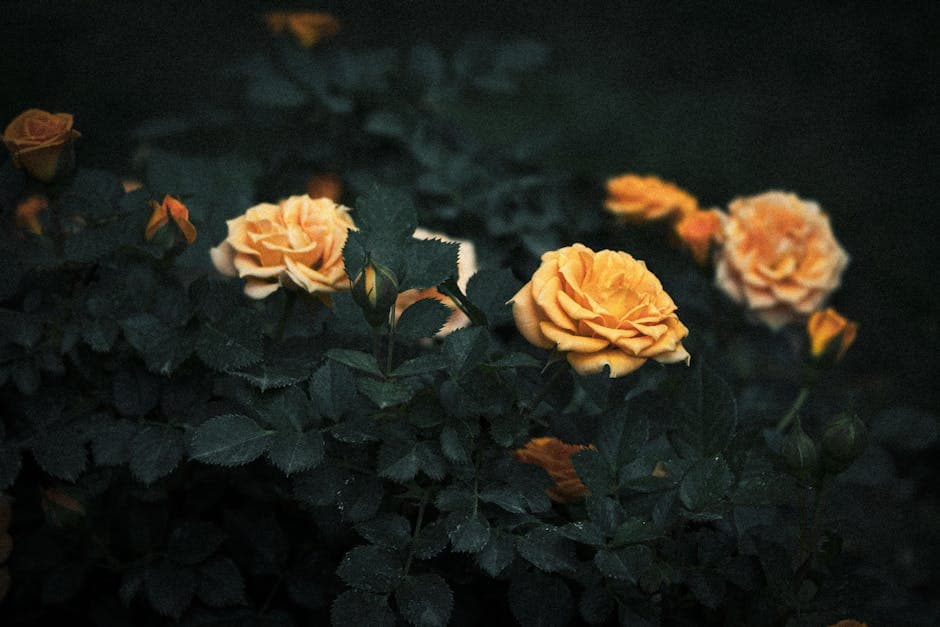 Yellow Roses Among Shrubs 