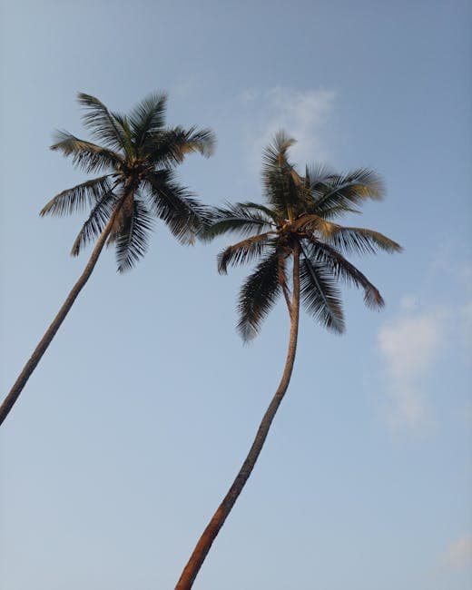 Two Palm Trees Growing against the Sky