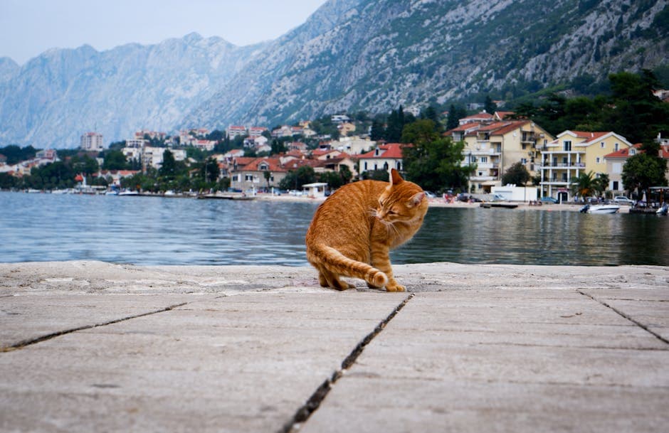 Ginger Cat on Lakeshore in Town