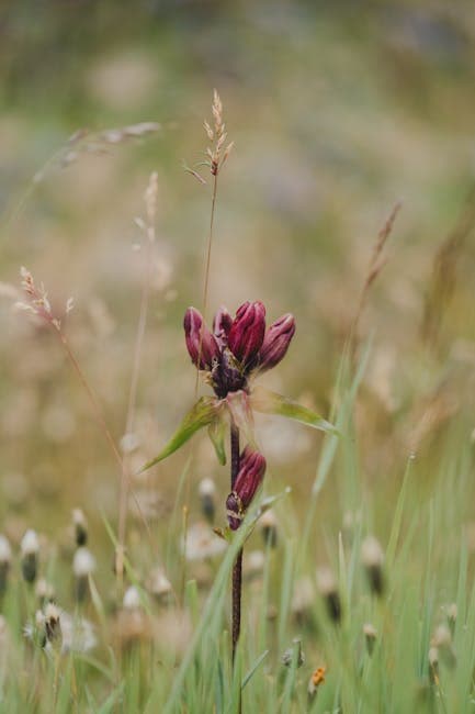 Red Flower on Meadow