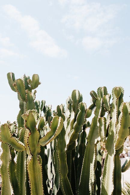 Cactus in Nature