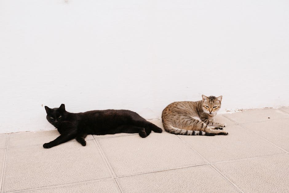 Cats Lying Down near Wall