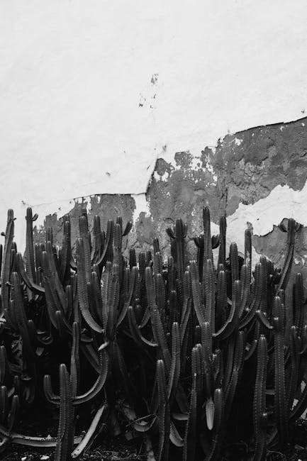 Cacti near Wall in Black and White