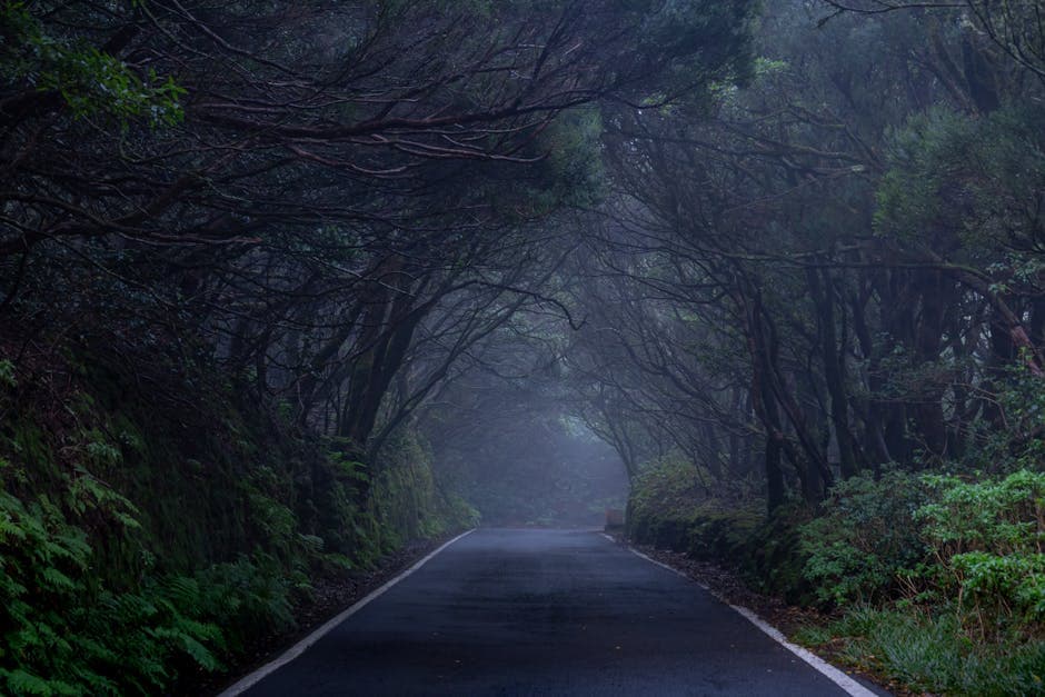 Road in a Forest on a Foggy Day 