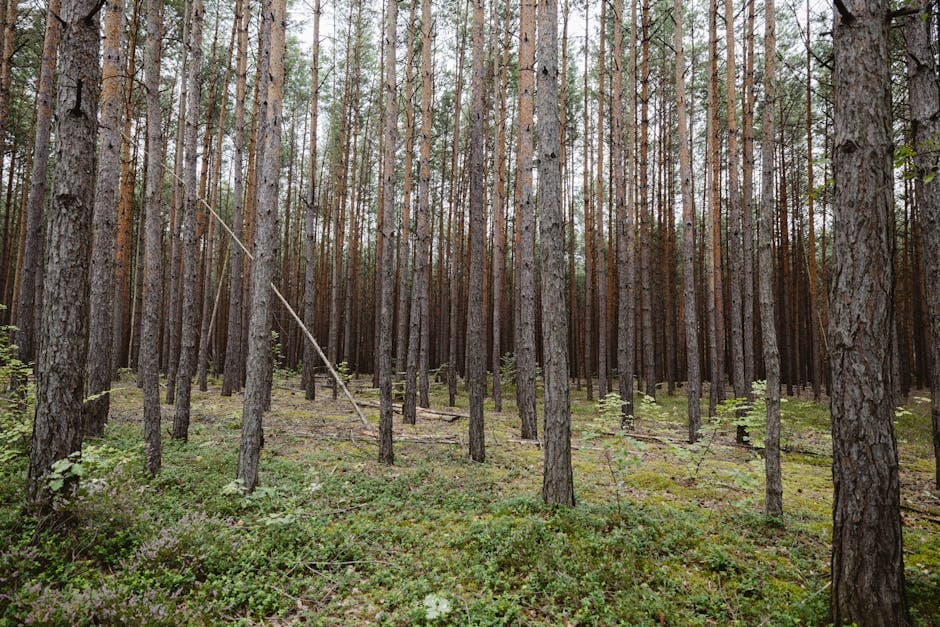 Tall Trees in Forest