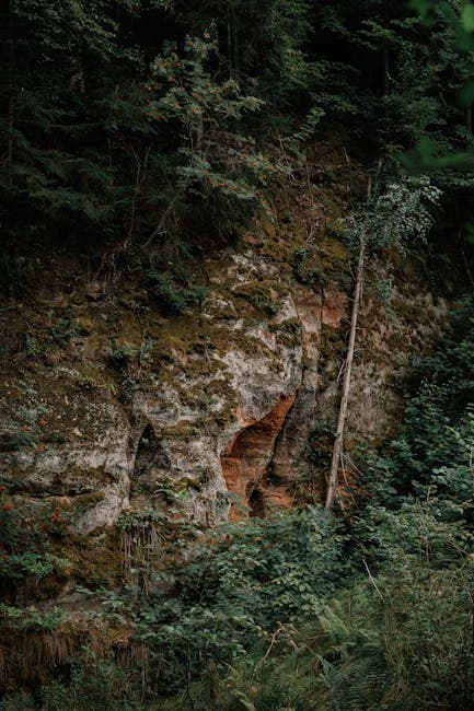 A photo of a rock wall in the woods