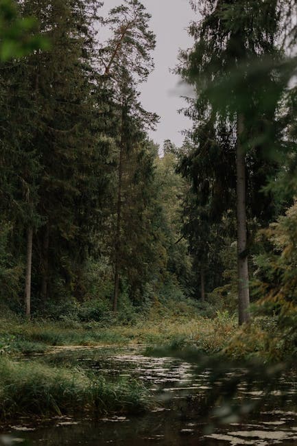 A forest with a small stream and trees