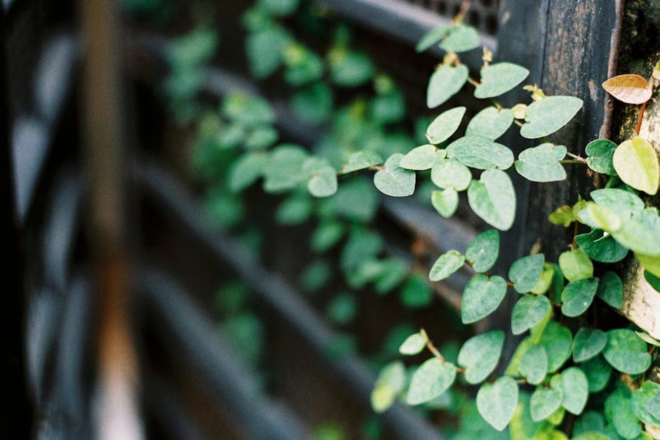 Close up of a Plant