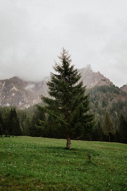 Tree on the Grass Next to a Forest and the Mountains Under a Cloudy Sky