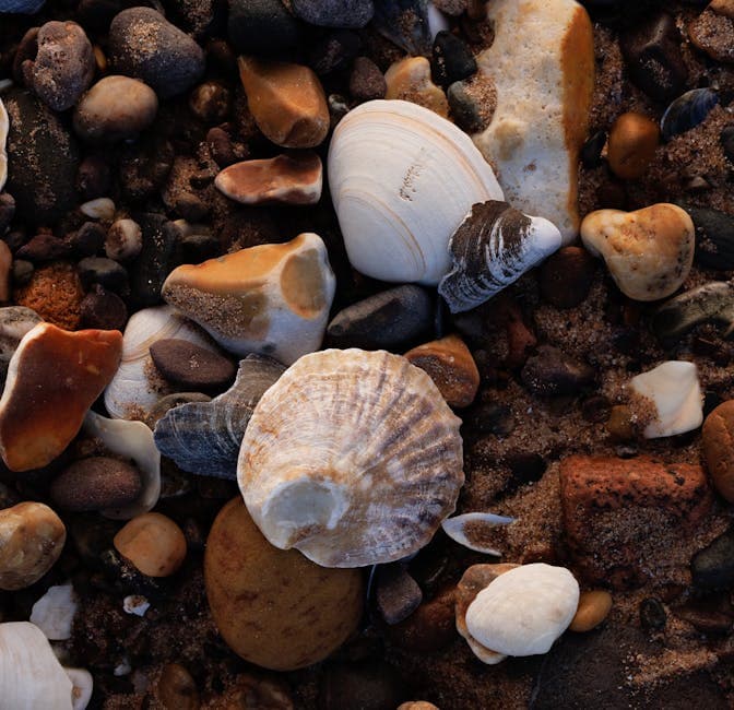 Shells and pebbles on the beach