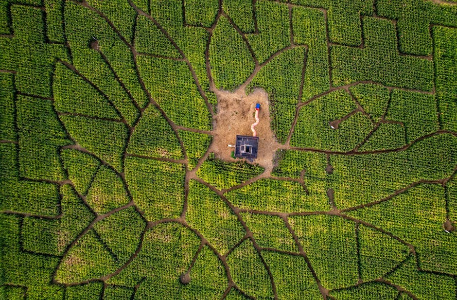 Aerial View of Geometric Corn Maze in Summer