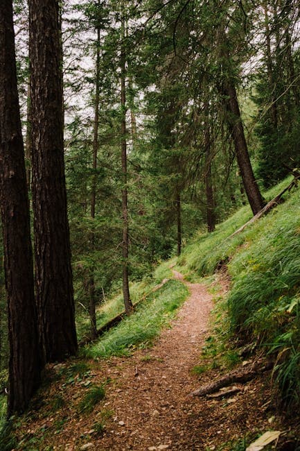 Peaceful Forest Trail in Canazei, Italy