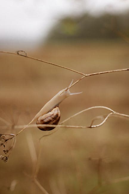 Close-up of Snail on Dry Branch in Autumn