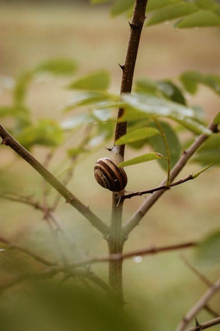 Close-Up of Snail on Branch in Natural Setting