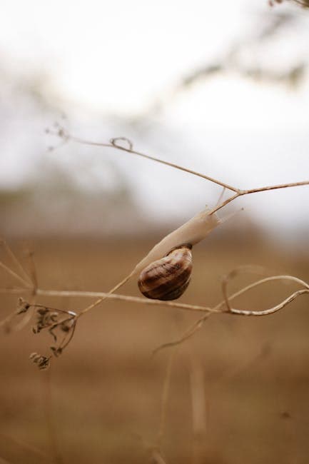 Snail on Dry Branch in Natural Setting