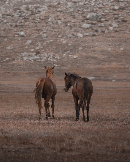 Brown Horses in Tranquil Pasture in Seydişehir