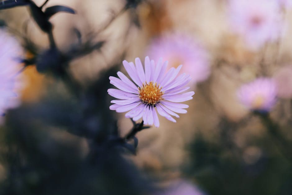 Close-up of a Purple Aster in Autumn Bloom