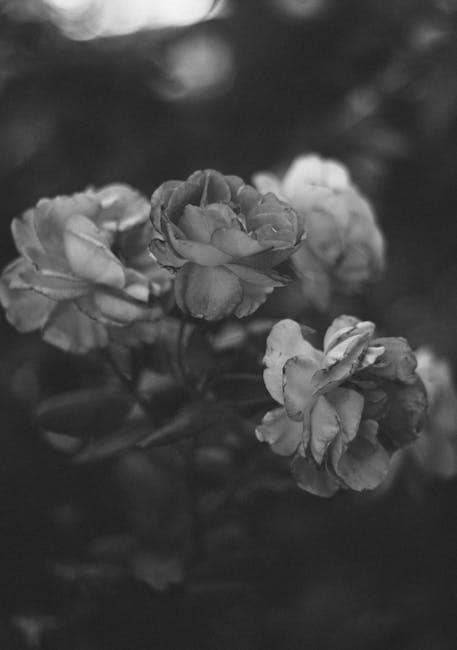 Black and White Roses in Artistic Portrait