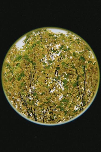 Free stock photo of autumn, fish eye, vertical shot