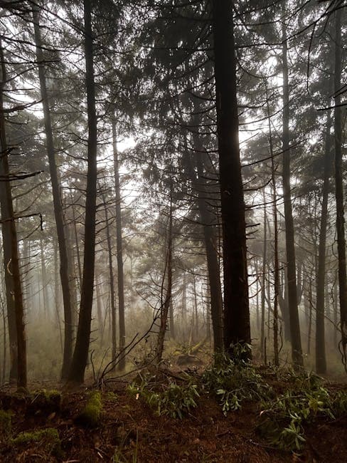 Misty Forest Scene with Tall Trees in Fog