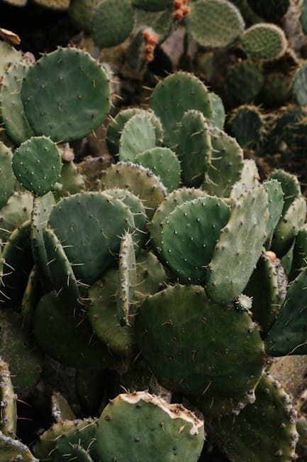 Close-up of Lush Green Prickly Pear Cacti